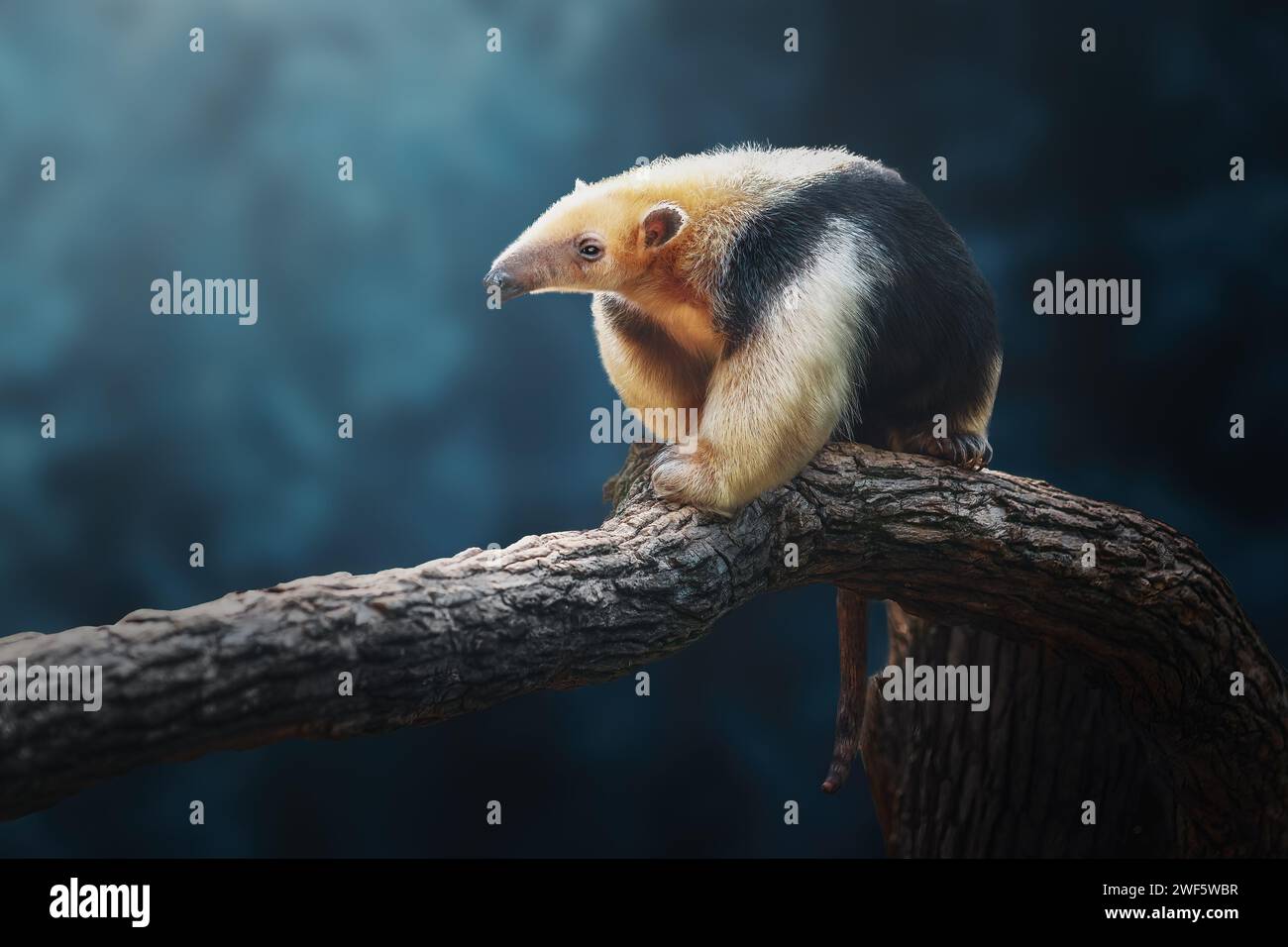 Tamandua meridionale (Tamandua tetradactyla) o Anteater collared su sfondo blu Foto Stock