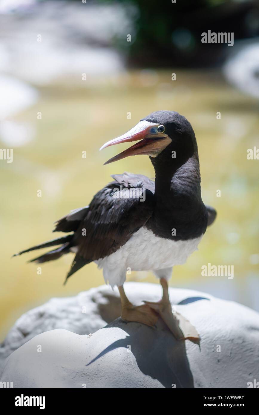 Booby marrone femmina (Sula leucogaster) Foto Stock