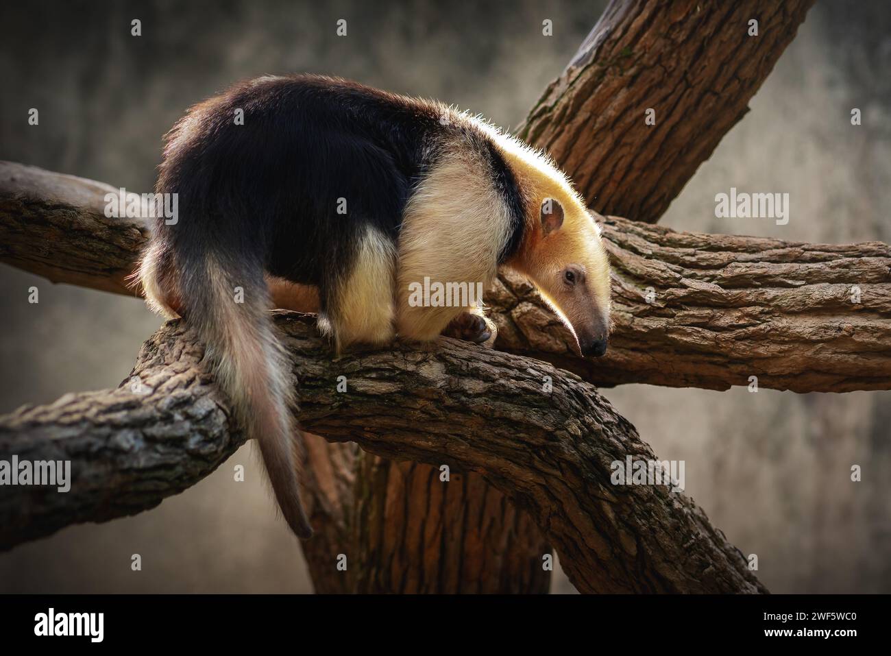 Tamandua meridionale (Tamandua tetradactyla) o Anteater collared Foto Stock