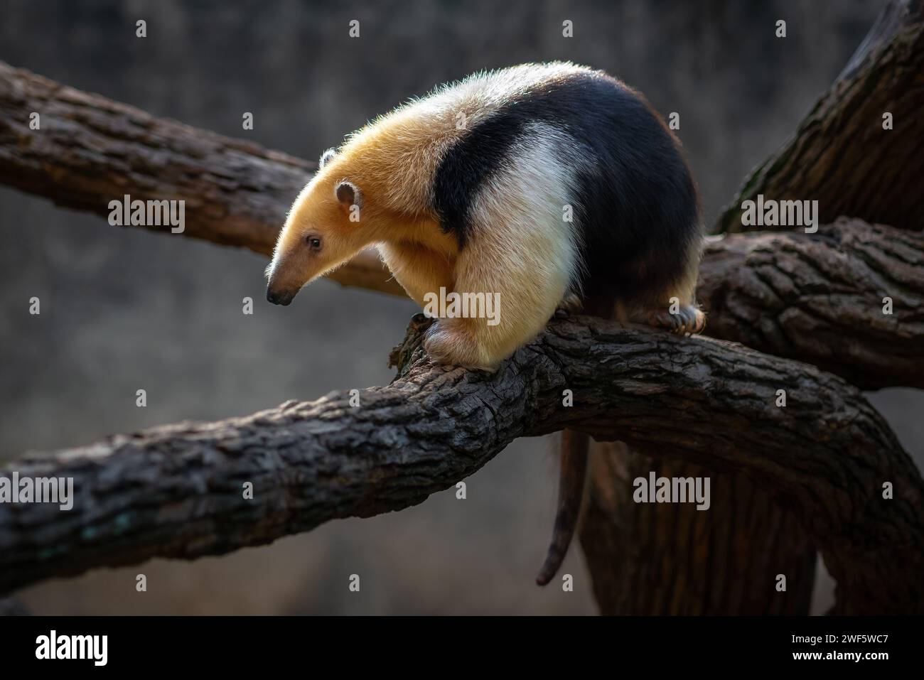 Tamandua meridionale (Tamandua tetradactyla) o Anteater collared Foto Stock