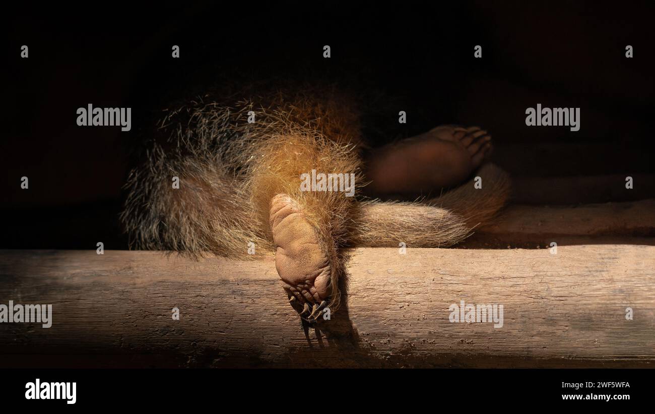 Piede di Tamandua meridionale (Tamandua tetradactyla) o Anteater collared Foto Stock