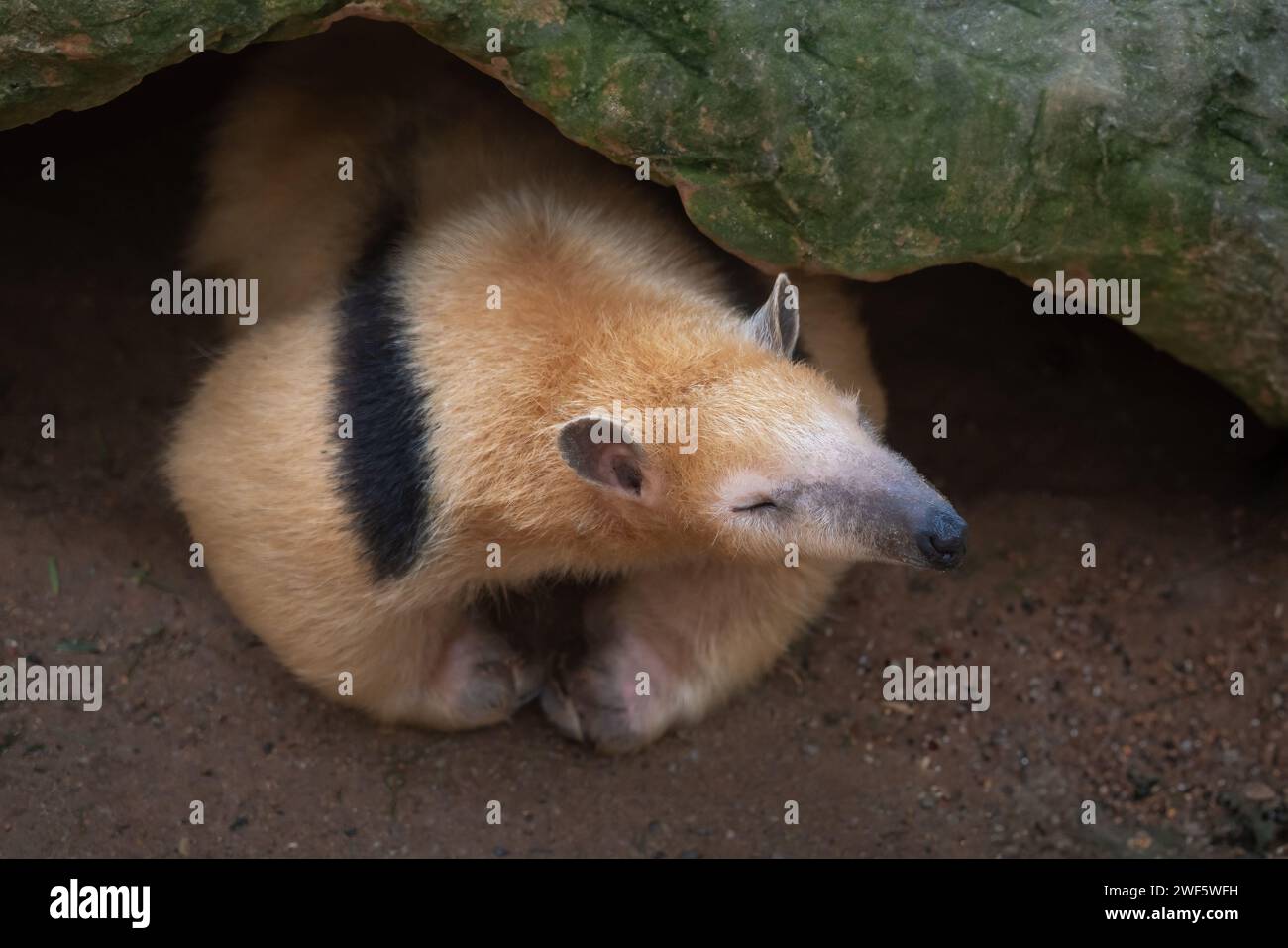 Tamandua meridionale (Tamandua tetradactyla) o Anteater collared Foto Stock