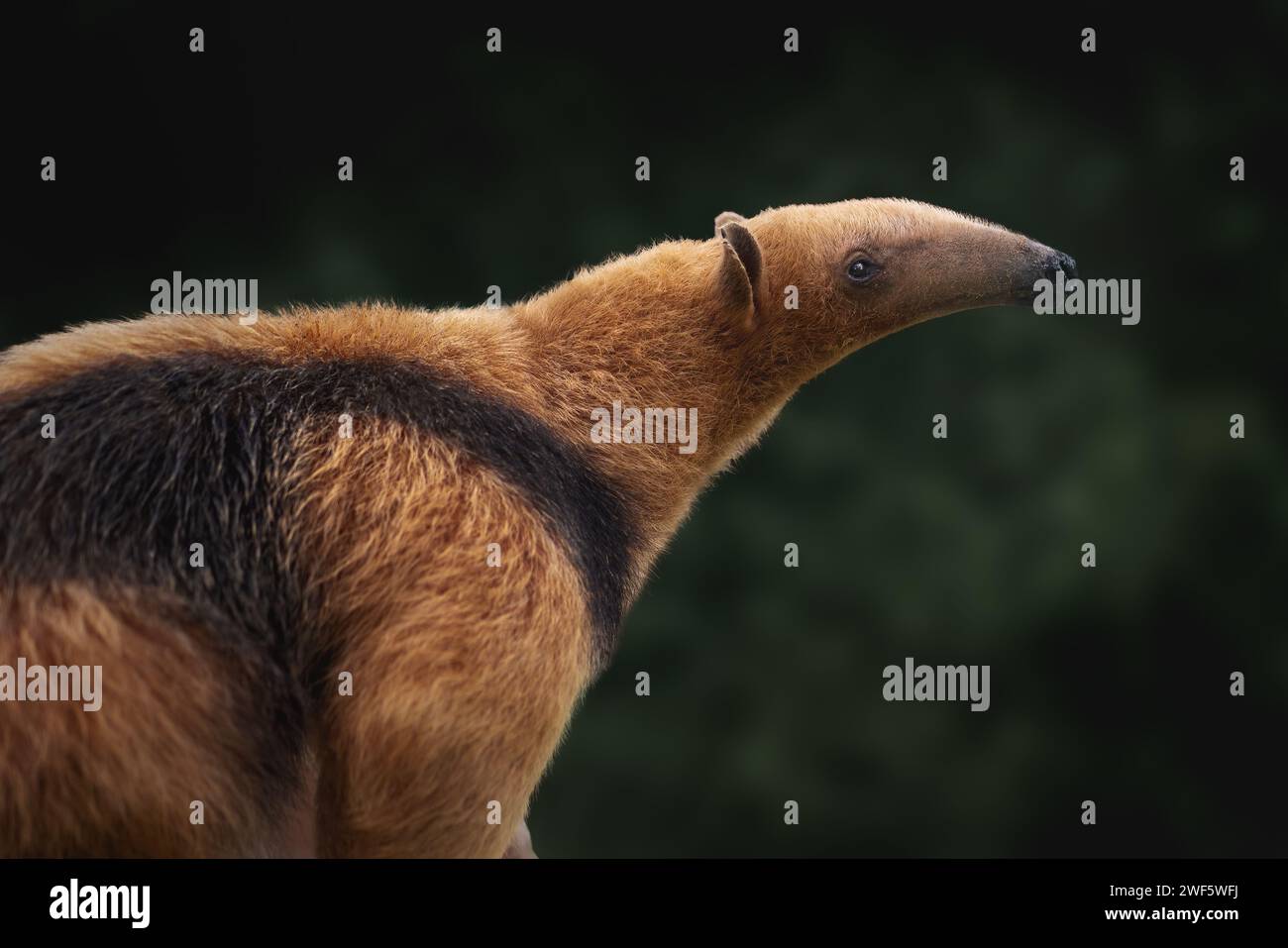 Tamandua meridionale (Tamandua tetradactyla) o Anteater collared Foto Stock