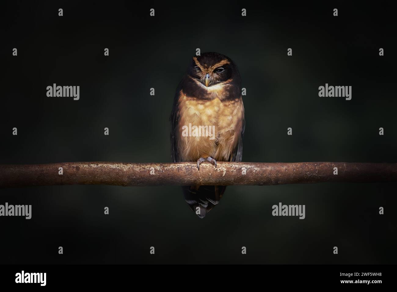 Uccello Tawny-Browed Owl (Pulsatrix koeniswaldiana) Foto Stock Uccello Tawny-Browed Owl (Pulsatrix koeniswaldiana) Foto Stock