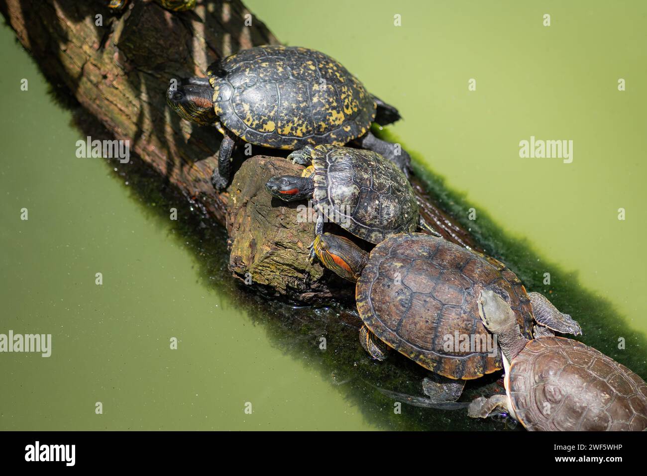 Tartaruga Slider dalle orecchie rosse (Trachemys scripta elegans) Foto Stock