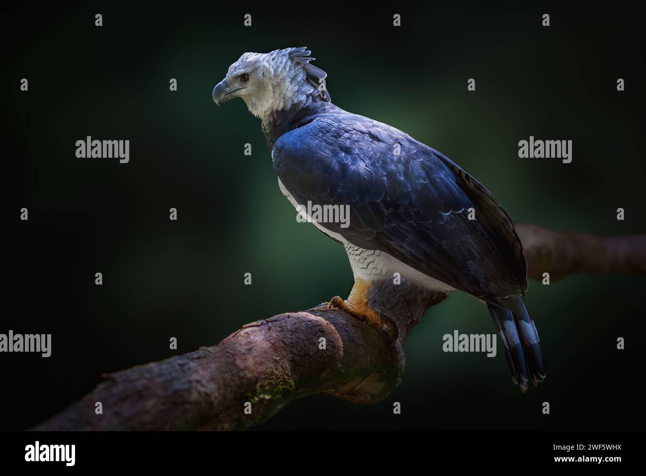 Harpy Eagle (Harpia harpyja) - Bird of Prey Foto Stock Harpy Eagle (Harpia harpyja) - Bird of Prey Foto Stock