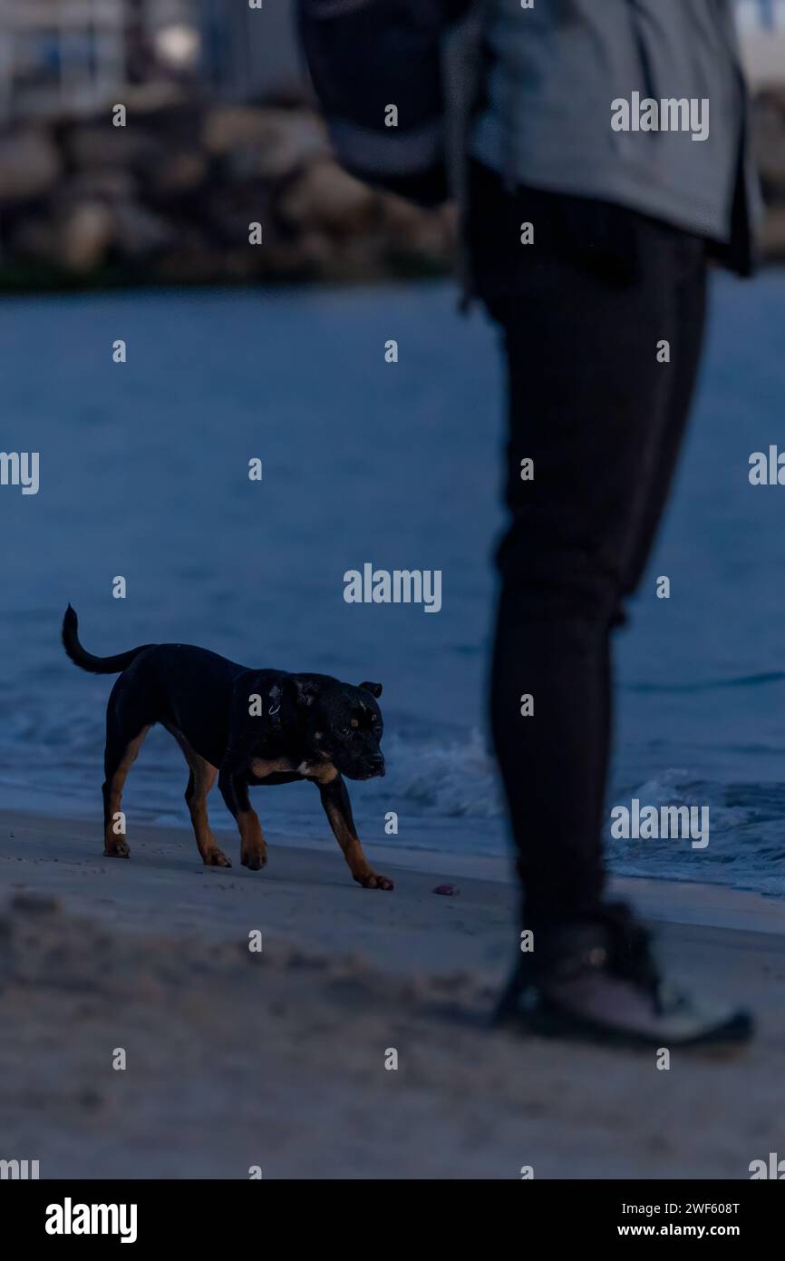 Una Staffie con il suo padrone sulla spiaggia vicino al mare. Foto di alta qualità Foto Stock