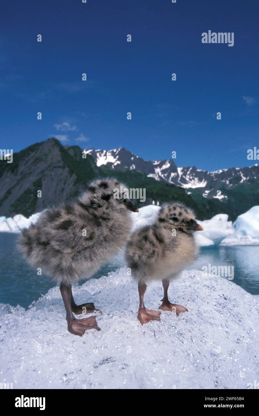 mew Gull, Larus canus, i pulcini siedono sul ghiaccio dal ghiacciaio Bear per evitare insetti, Bear Glacier Lake, Kenai Fjords National Park, Alaska centro-meridionale Foto Stock