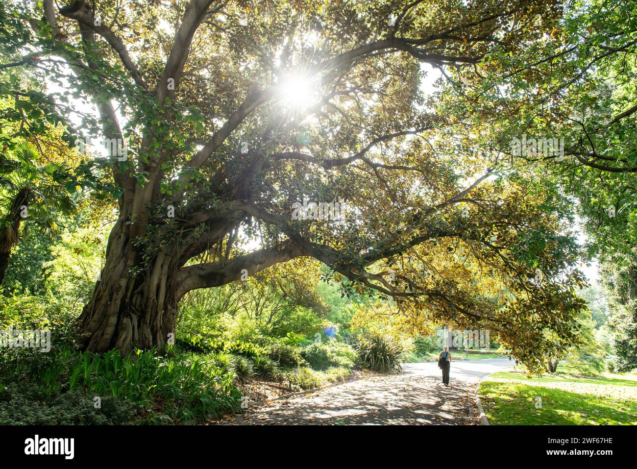 Morton Bay Fig Tree, Royal Botanic Gardens, Melbourne, Victoria, Australia Foto Stock