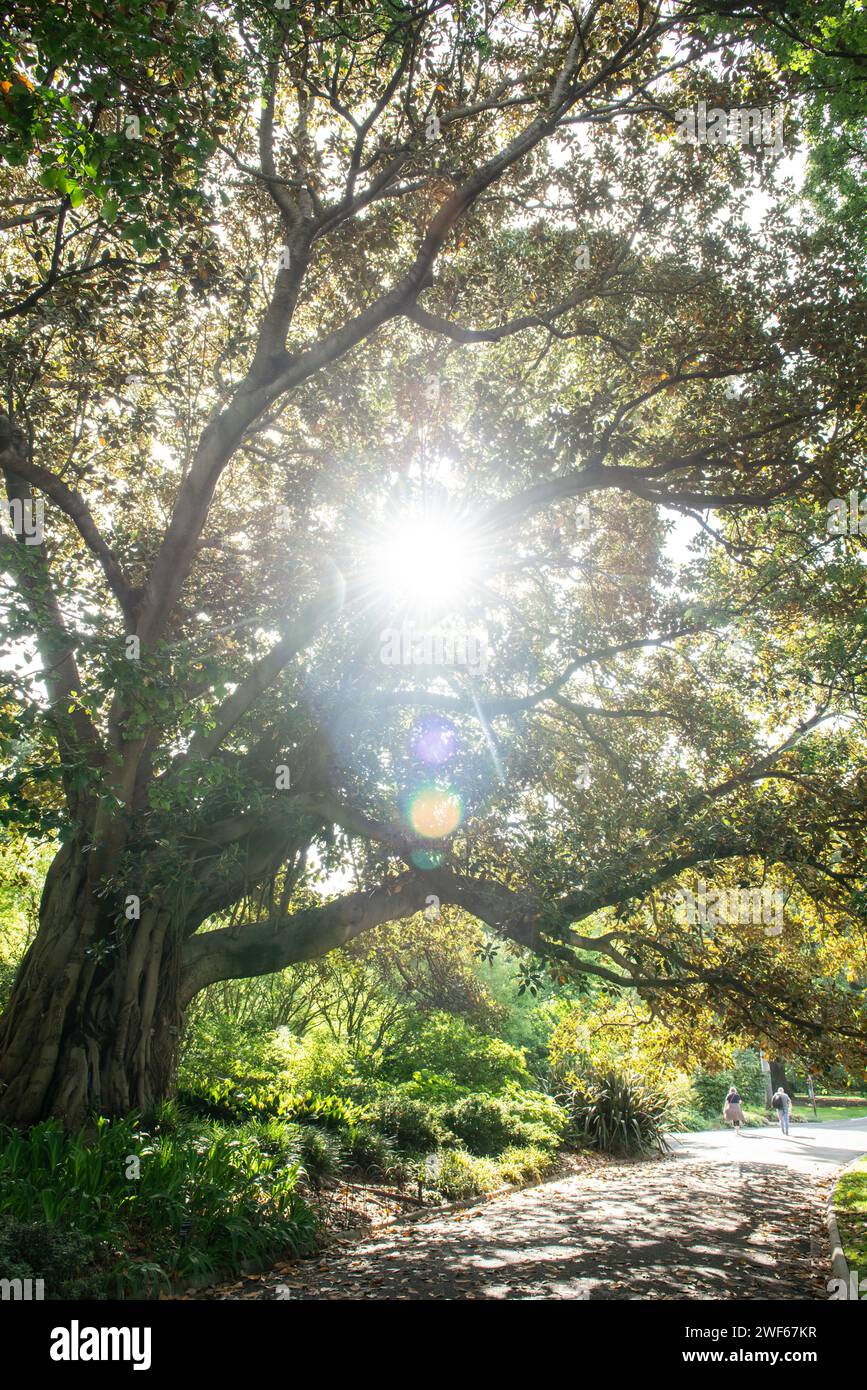 Morton Bay Fig Tree, Royal Botanic Gardens, Melbourne, Victoria, Australia Foto Stock