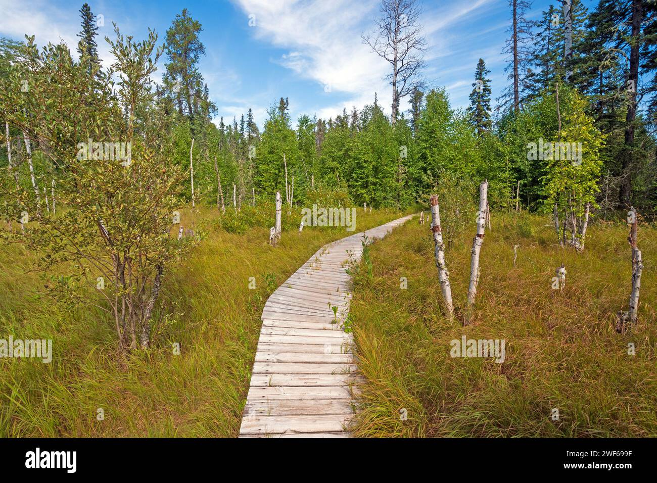 Passerella attraverso la Foresta Boreale nel Prince Albert National Park nel Saskatchewan Foto Stock