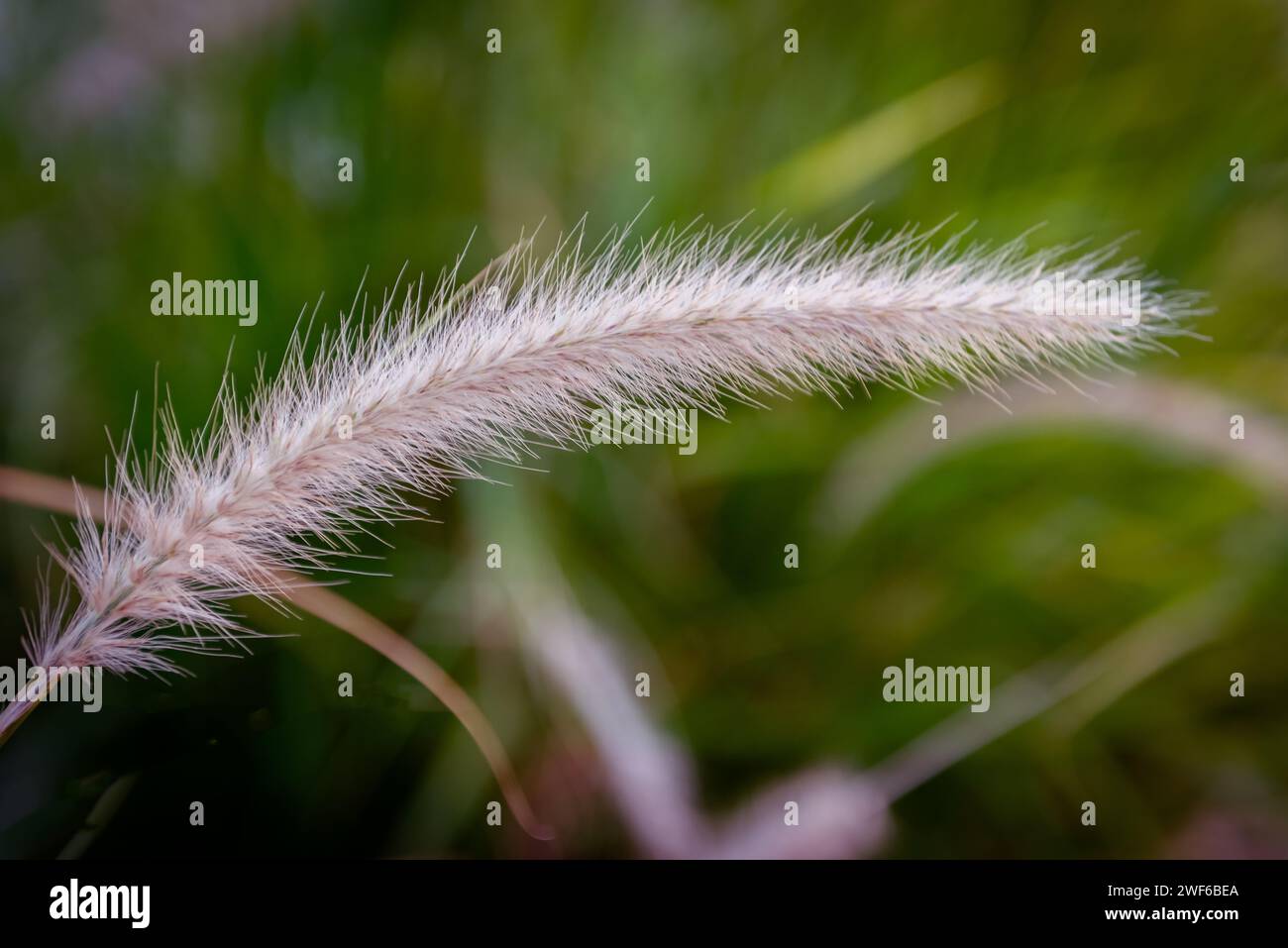 Cenchrus setaceus Cremson fontana erba pianta decorativa ornamentale tropicale africana utilizzata spesso in giardino che raschiano in tutto il mondo un grappolo di erba clos Foto Stock