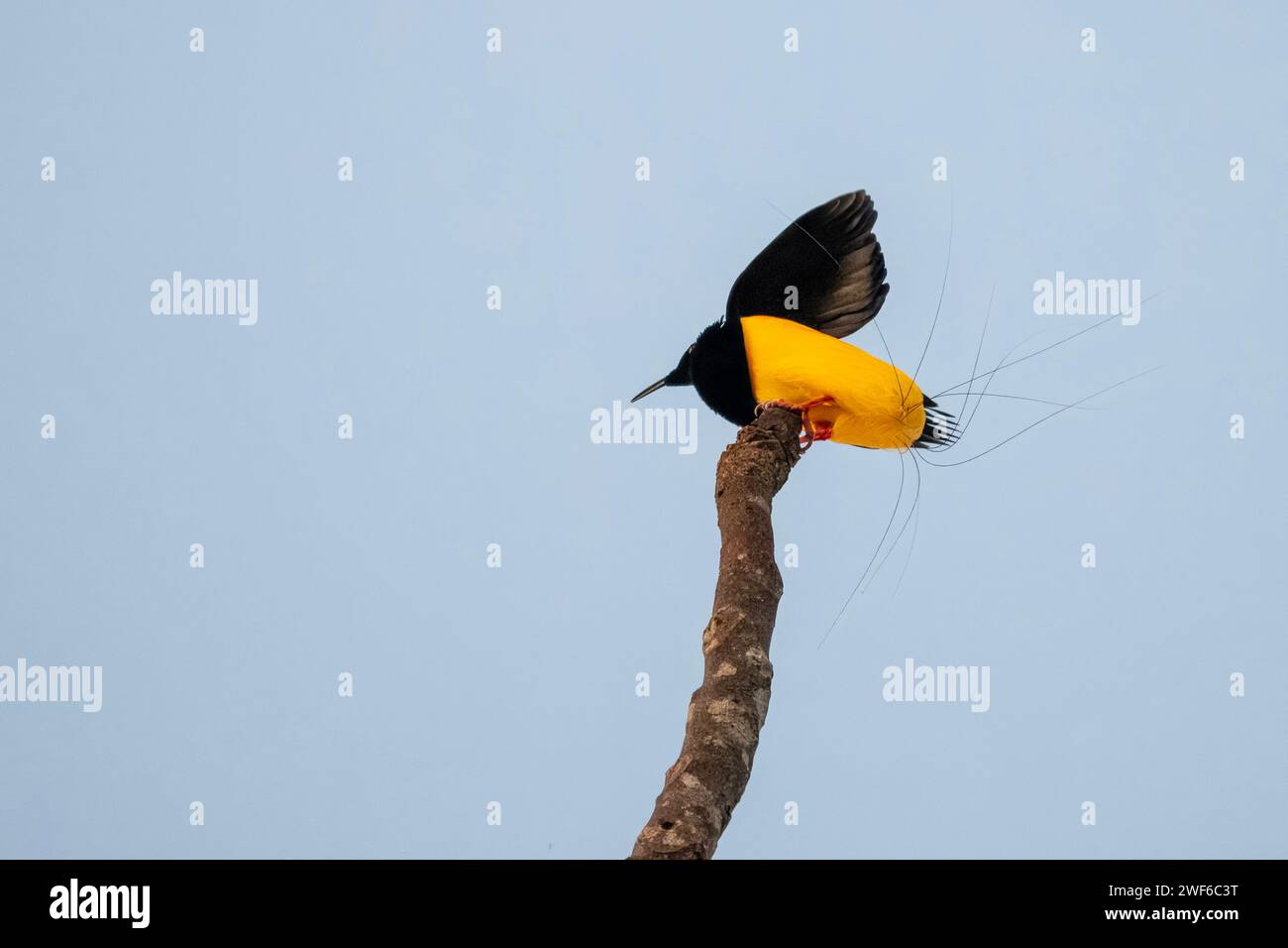 Uccello del paradiso a dodici fili o Seleucidis melanoleucus avvistato nella Papua Occidentale, Foto Stock