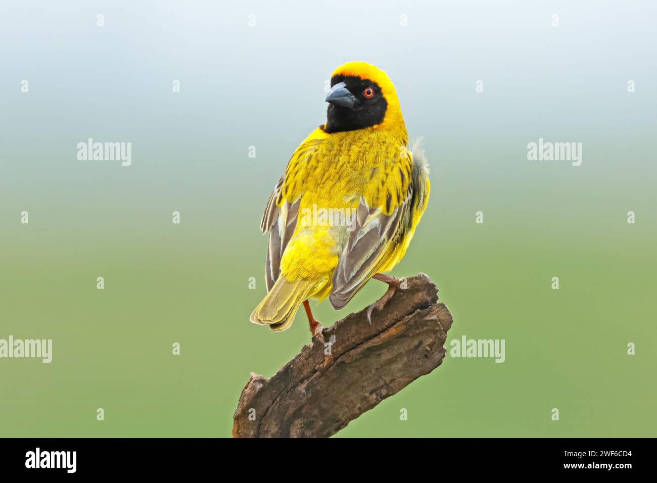 Un tessitore mascherato meridionale maschile (Ploceus velatus) arroccato su un ramo, in Sudafrica Foto Stock