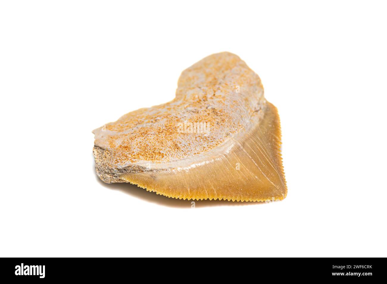 Fossile del Cretaceo, dente di squalo corvo (Squalicorax pristodontus) su sfondo bianco Foto Stock