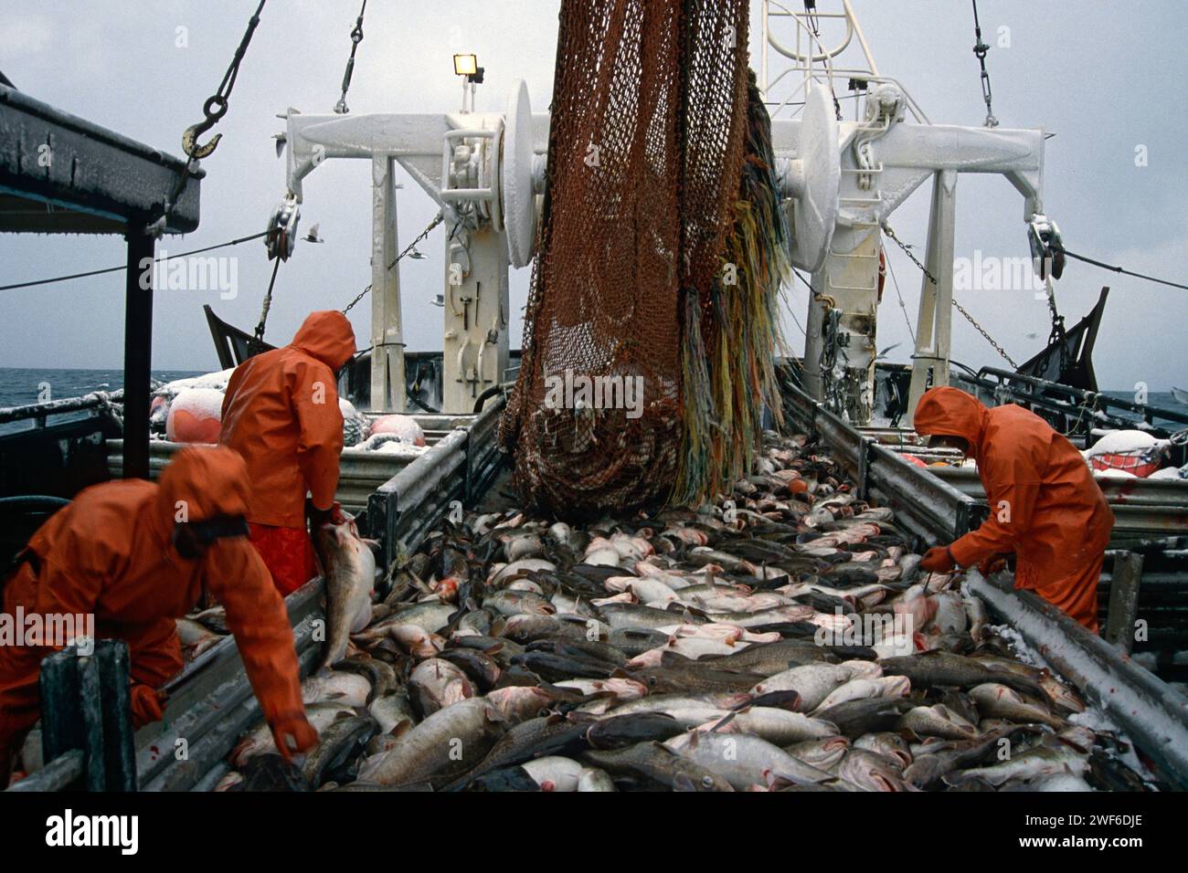 L'equipaggio sanguina un carico pieno di merluzzo del Pacifico fis prima di metterli in serbatoi d'acqua salata, sul peschereccio Western Dawn Gulf of Alaska Foto Stock