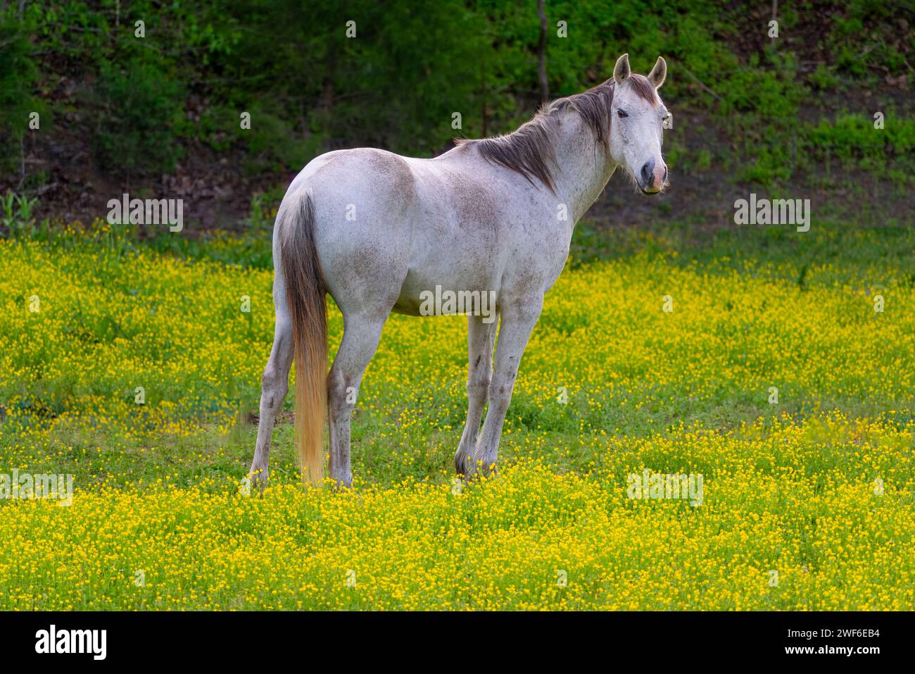 Un solitario cavallo grigio viene catturato in posizione serena tra vivaci fiori selvatici gialli, con uno sfondo verdeggiante che lascia intendere il rinnovamento della primavera Foto Stock