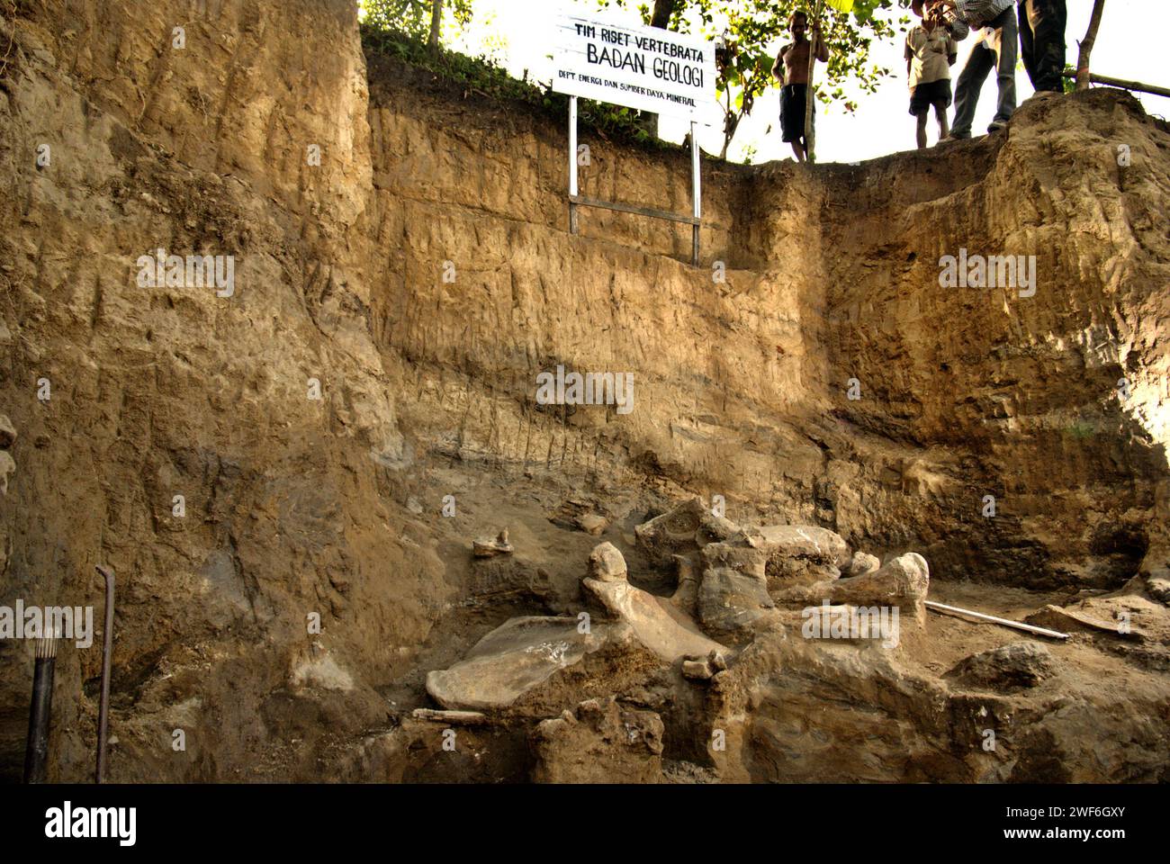 Sito di scavo di ossa fossilizzate di una specie di elefante estinta scientificamente identificata come Elephas hysudrindicus, o popolarmente chiamata 'elefante di Blora', a Sunggun, Mendalem, Kradenan, Blora, Giava centrale, Indonesia. Il team di scienziati della ricerca sui vertebrati (Agenzia geologica, Ministero indonesiano dell'energia e delle risorse minerali), guidato da Iwan Kurniawan e Fachroel Aziz, ha scoperto quasi interamente le ossa della specie (circa il 90% complete) che in seguito avrebbero permesso loro di costruire una ricostruzione scientifica, Che è esposto al Museo Geologico di Bandung, West Java. Foto Stock