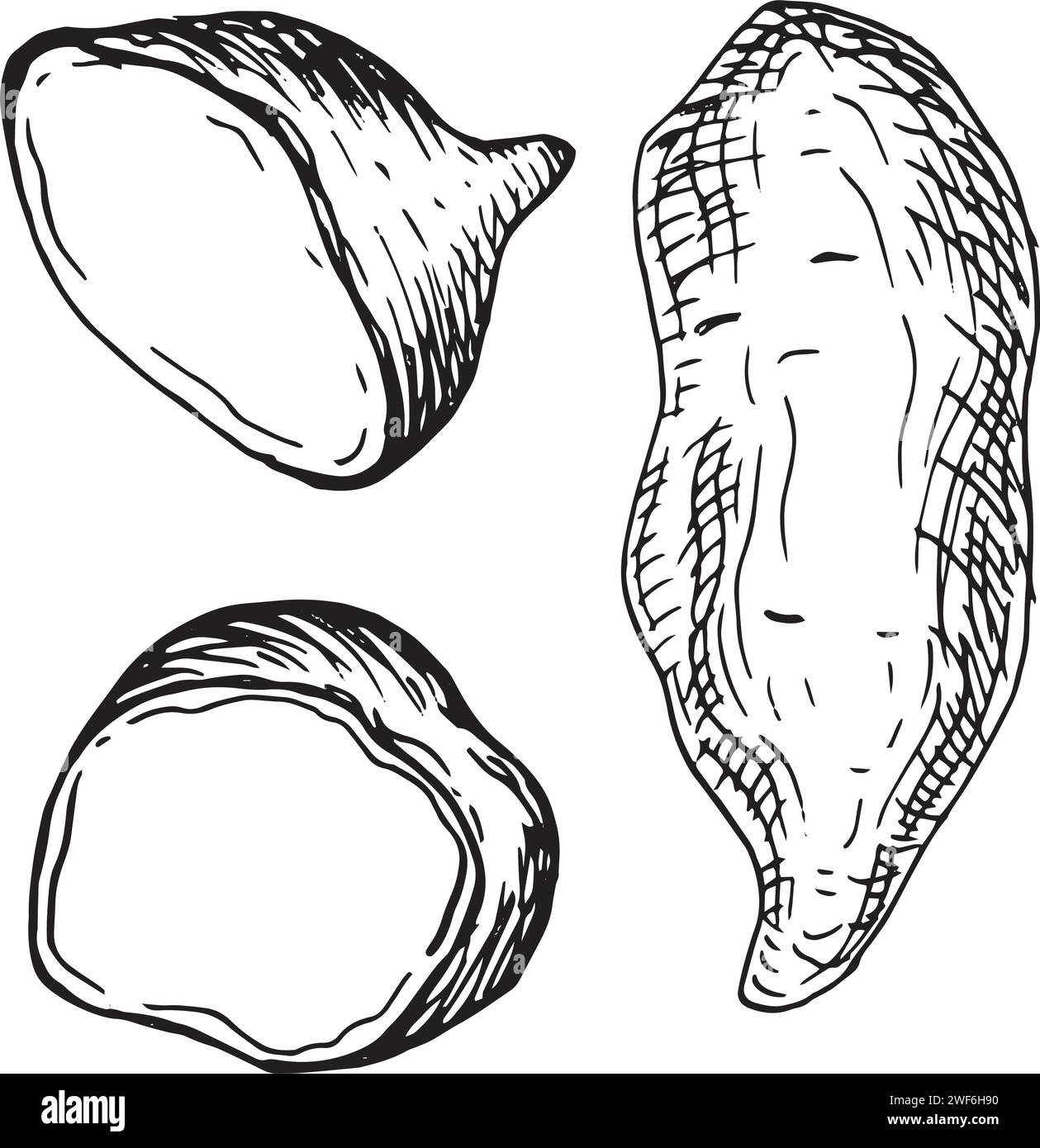 Set con parte di illustrazione vettoriale di patate dolci isolata su bianco. Tutto il contorno dell'inchiostro batata disegnato a mano. Immagine Tuber Potato in bianco e nero. Per d Illustrazione Vettoriale