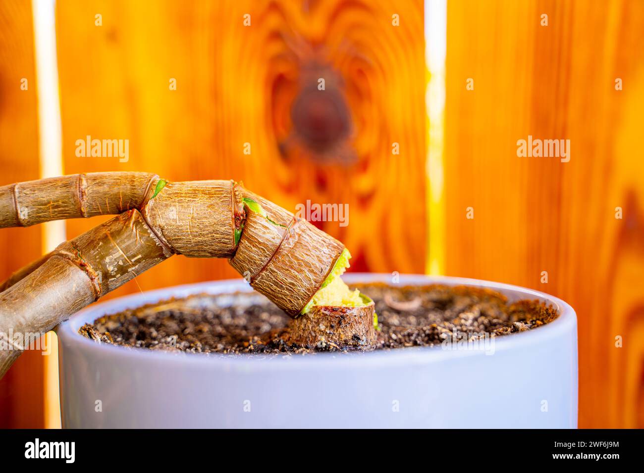 Crassula ovata albero rotto in una pentola per piante da interno. Malattia di Crassula Foto Stock