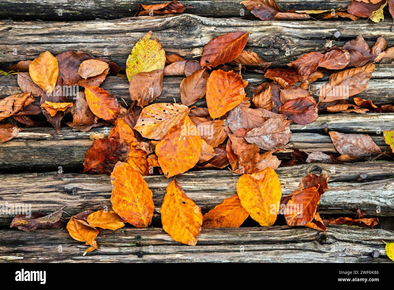 Foglie cadute di faggi vicino al lago Loggas, montagne Antichasia, Trikala, Tessaglia, Grecia. Foto Stock