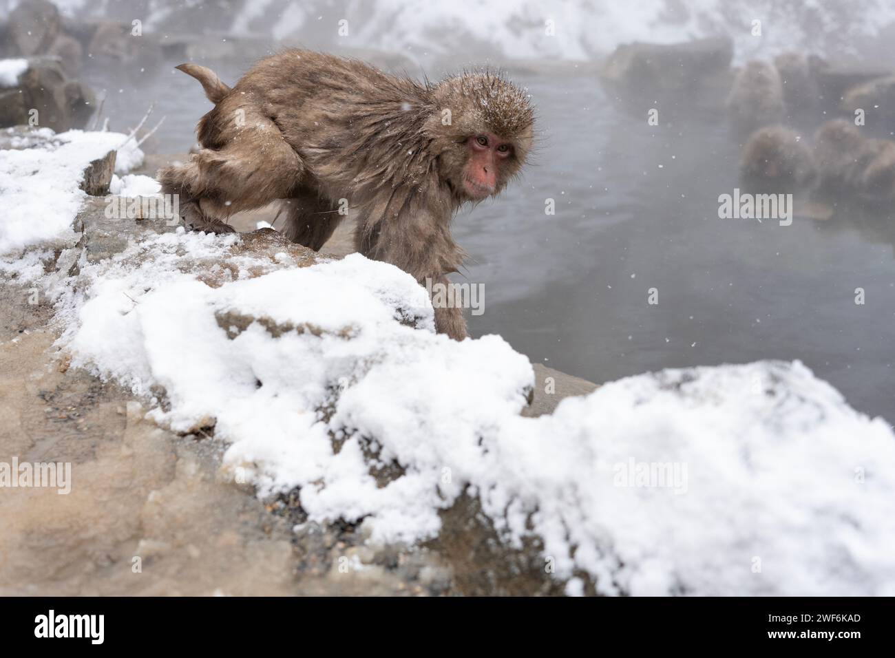 Scimmia allo Snow Monkey Park, Jigokudani, Nagano, Giappone. Foto Stock