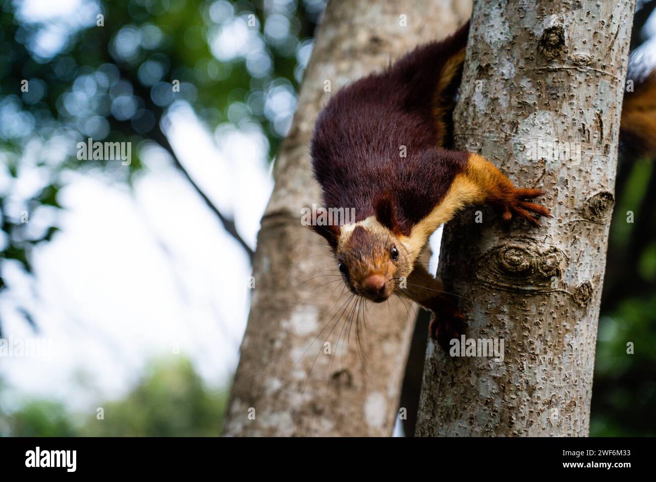 Scoiattolo gigante di Malabar nella vita selvaggia di Waynad Foto Stock