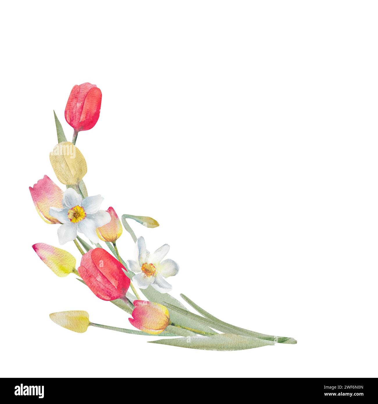 Cartolina con tulipani e narcisi ad acquerello. Design primaverile per San Valentino, 8 marzo, festa della mamma, Pasqua. Foto Stock