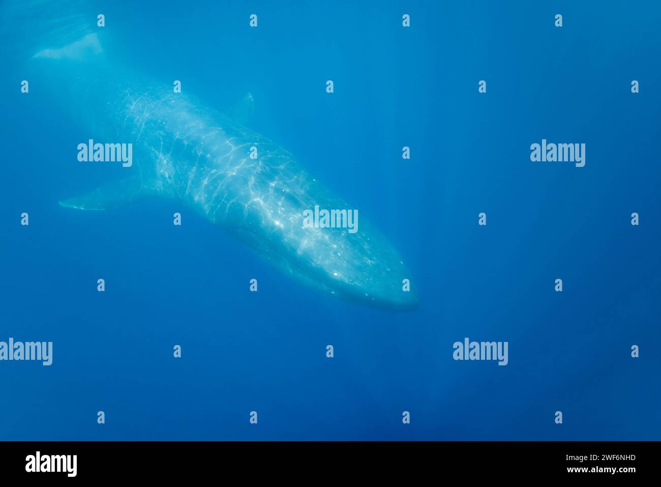 Una balena azzurra pigmea, Balaenoptera musculus brevicauda, scivola sotto la superficie al largo della Repubblica Democratica di Timor Est. Foto Stock
