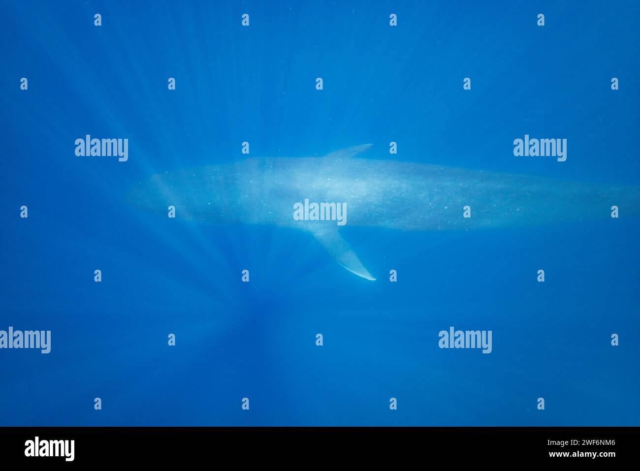 Una balena azzurra pigmea, Balaenoptera musculus brevicauda, scivola sotto la superficie al largo della Repubblica Democratica di Timor Est. Foto Stock