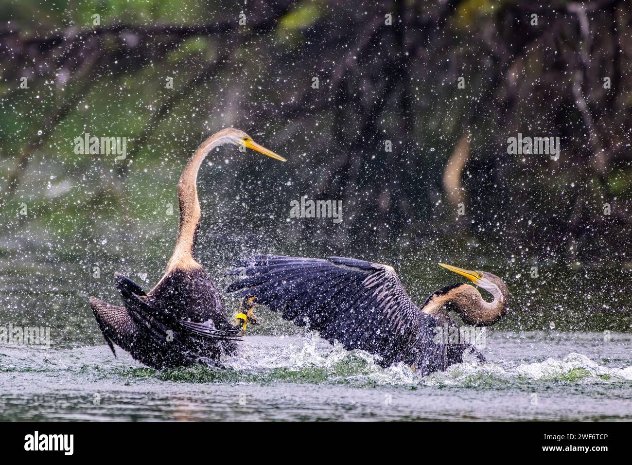 Due Darter orientali si impegnarono in una disputa territoriale all'interno di un lago a Bharatpur, nel Rajasthan, in India Foto Stock