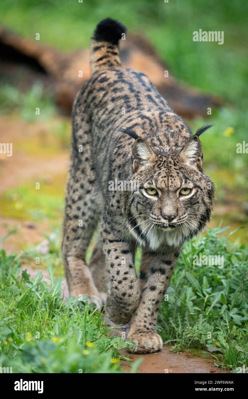 Lynx iberica a piedi attraverso un lussureggiante prato verde Foto Stock