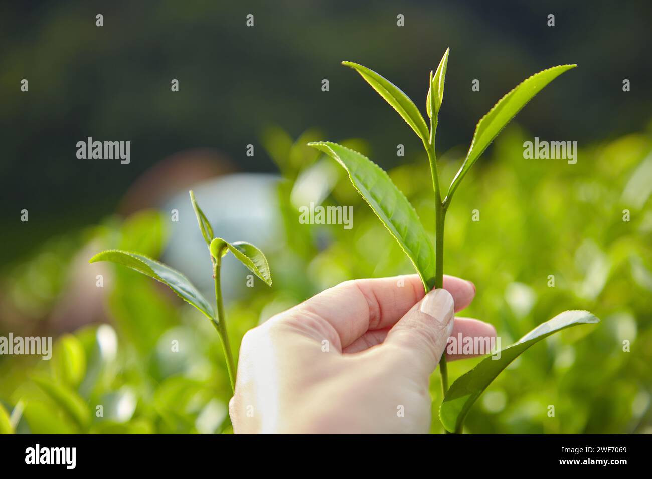 Vista frontale del bocciolo di tè per la raccolta dei modelli manuali. Giardino con tè verde al sole del mattino. Contesto per la pubblicità. Copia spazio Foto Stock