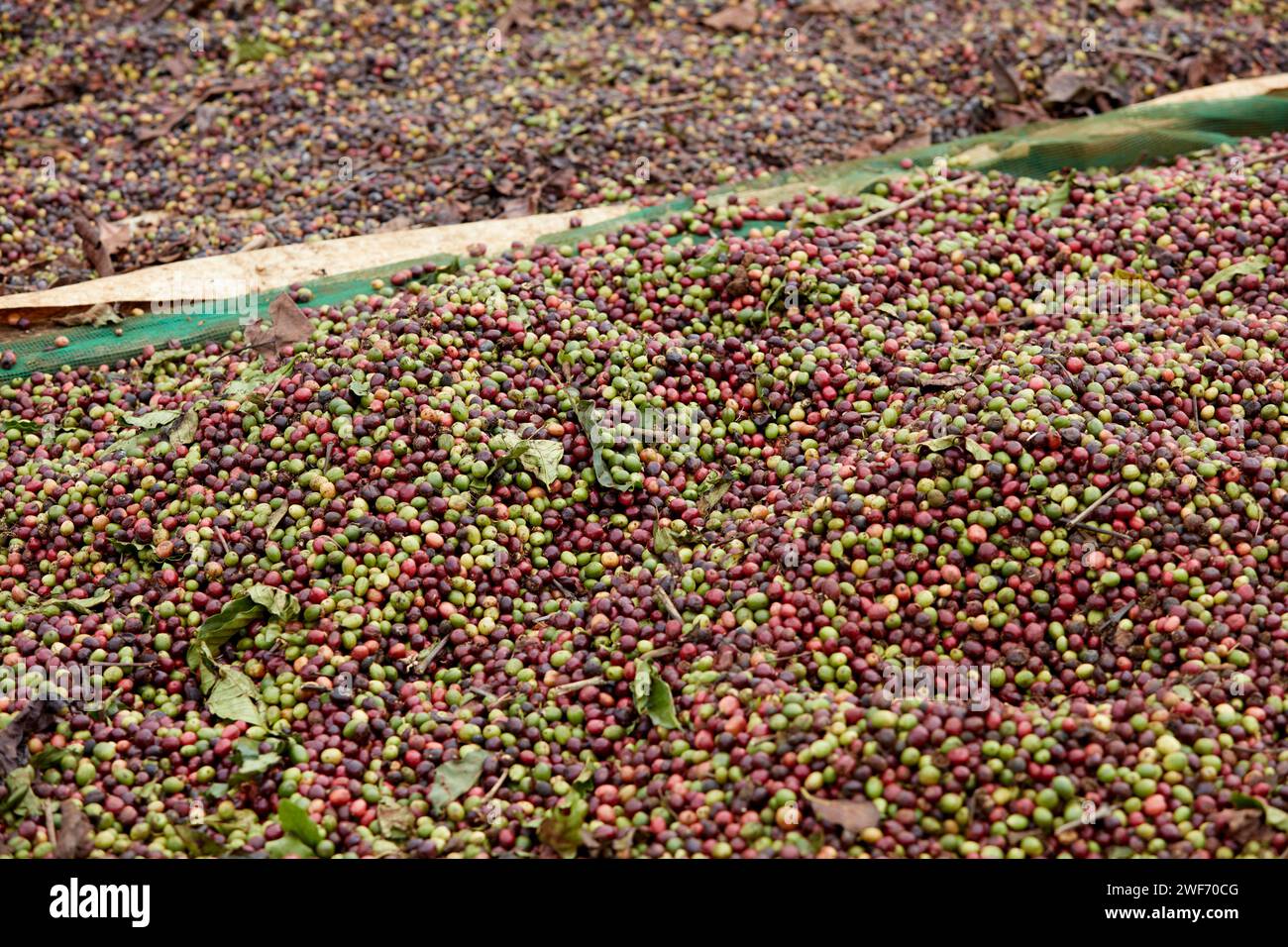 Le ciliegie di caffè mature sono state raccolte dall'albero, poste sulla tela, preparate per le successive fasi di lavorazione preliminare. Foto Stock