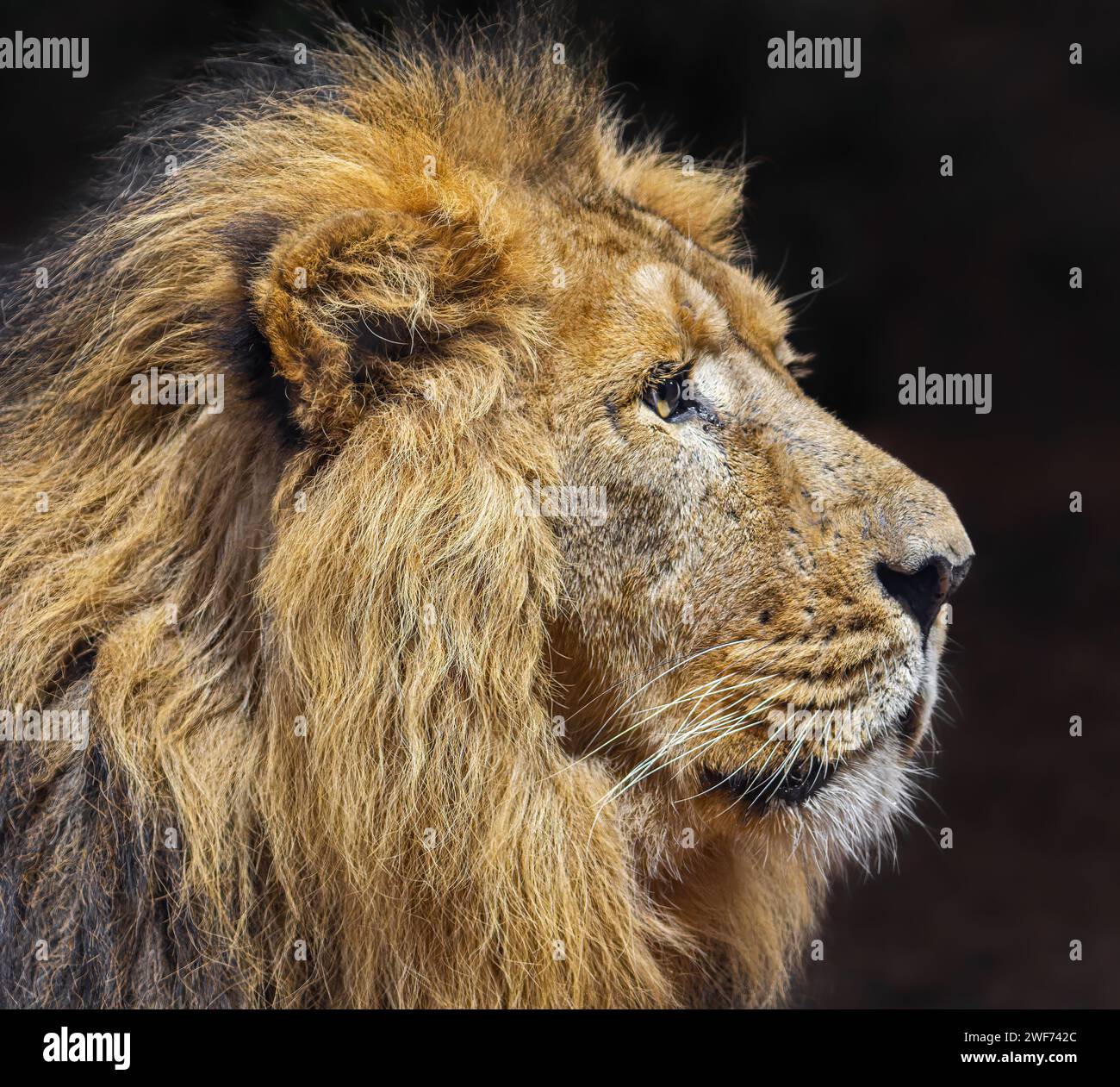 Vista ravvicinata di un leone asiatico (Panthera leo persica) isolato su sfondo scuro Foto Stock