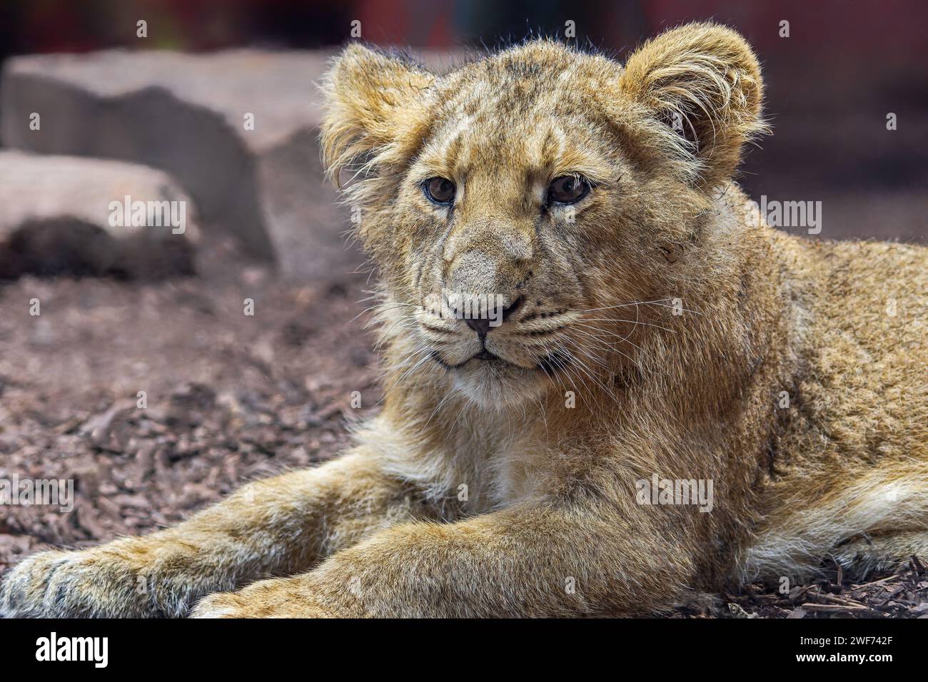Vista ravvicinata di un cucciolo di leone asiatico (Panthera leo persica) Foto Stock