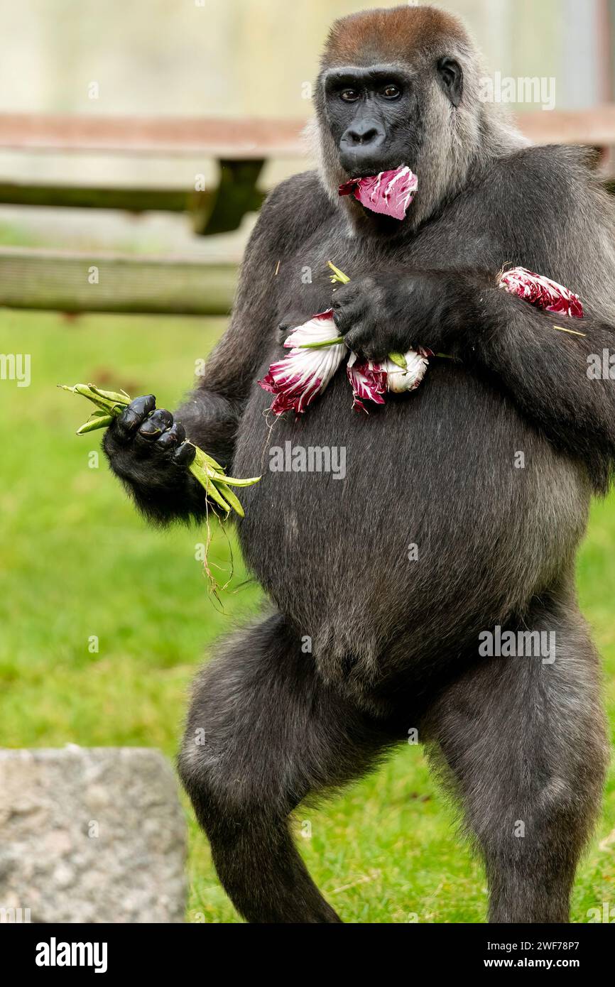 Gorilla at the Aspinall Foundation Port Lympne RARE IMMAGINI mostrano una femmina di gorilla di pianura occidentale che si sgranca felicemente su un cavolo rosso. Residin Foto Stock