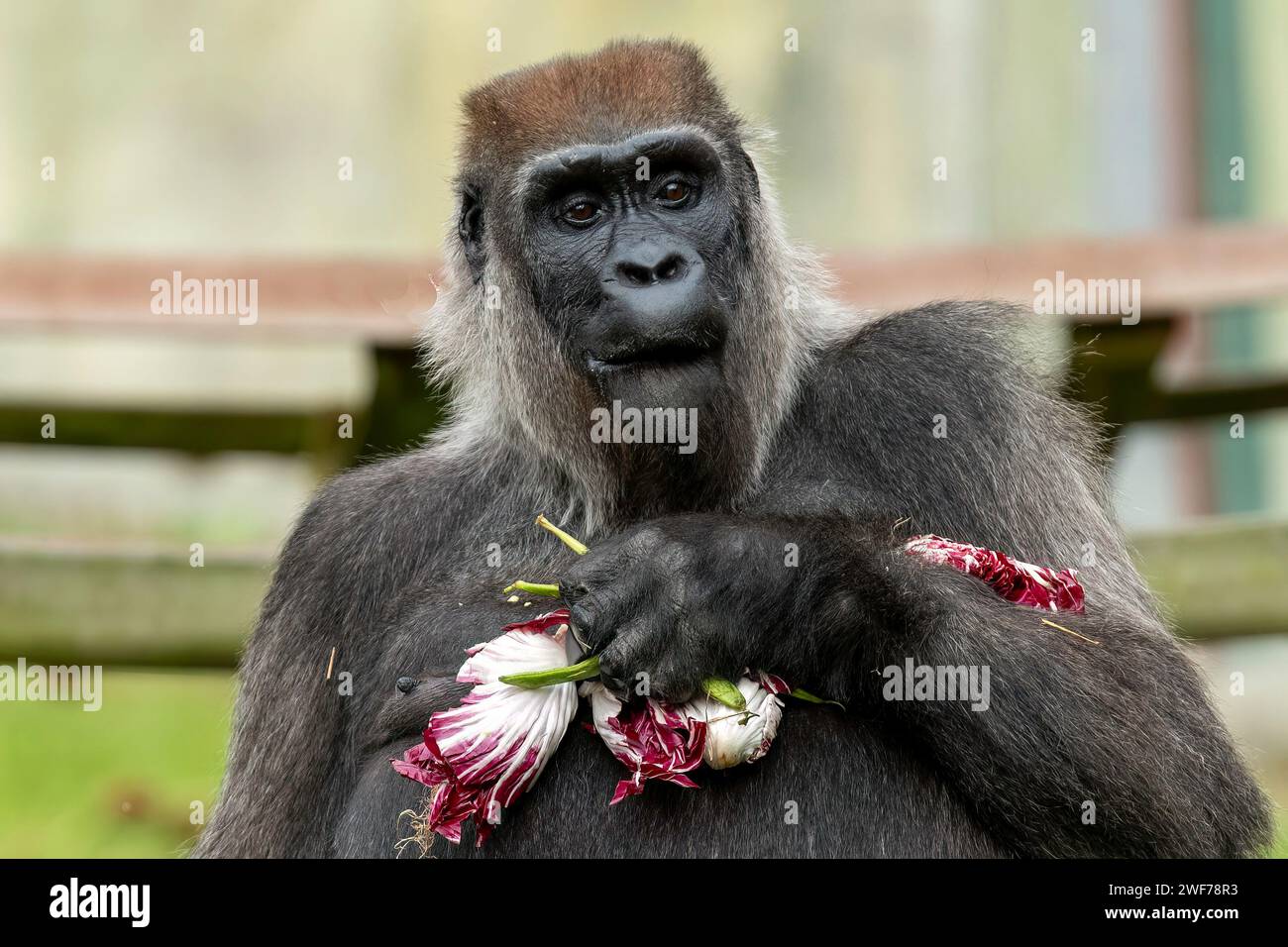 Si tratta di gustose E RARE IMMAGINI che mostrano una femmina di gorilla di pianura occidentale che brucina felicemente su un cavolo rosso. Residente nel porto della Fondazione Aspinall Foto Stock