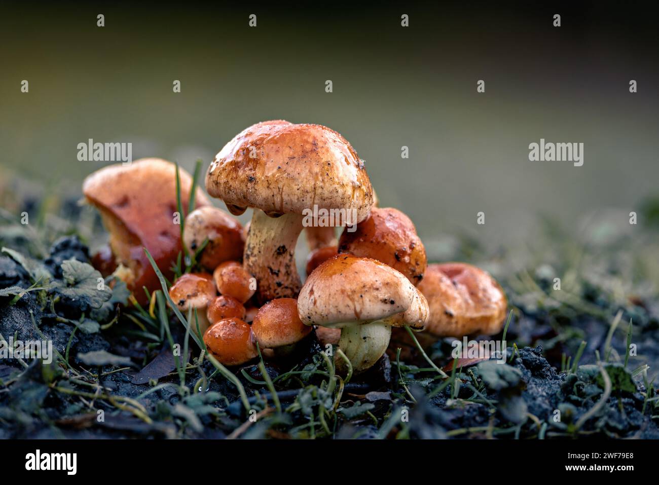 Funghi raccolti in un grappolo sul terreno erboso Foto Stock