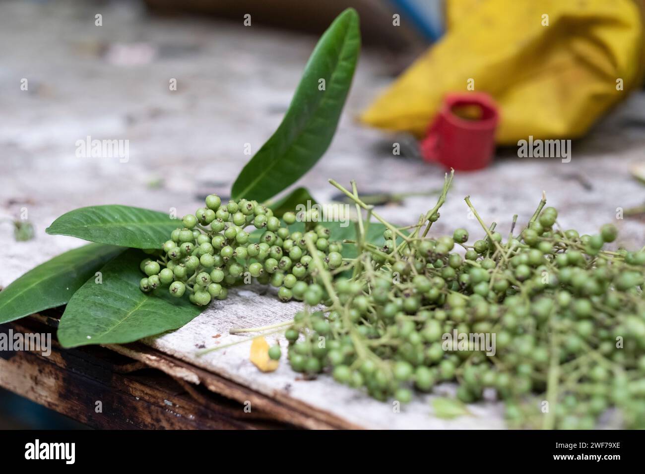 Grani di pepe verde freschi su una superficie di legno Foto Stock