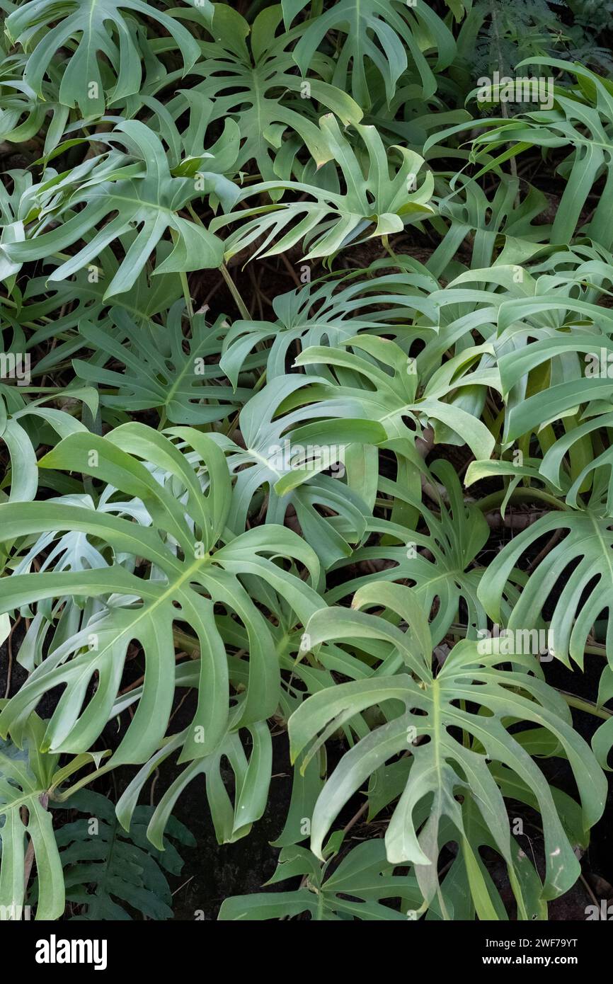 Foglie di Monstera deliziosa Foto Stock
