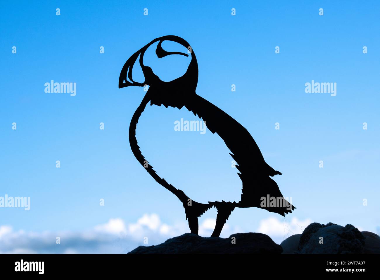 Il Puffin è un uccello iconico e un simbolo del mare. Il loro becco colorato e le divertenti buffonate li rendono un soggetto popolare per molte forme d'arte. Foto Stock