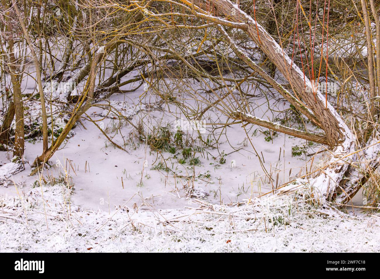 Palude con erba e arbusti con ghiaccio e neve su acqua ghiacciata in inverno Foto Stock