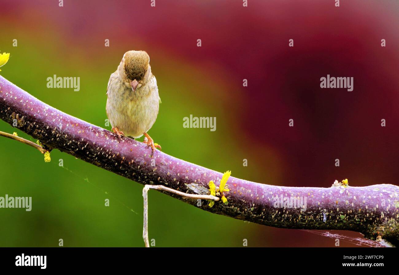 Piccolo uccello arroccato sul ramo dell'albero con fiori gialli Foto Stock