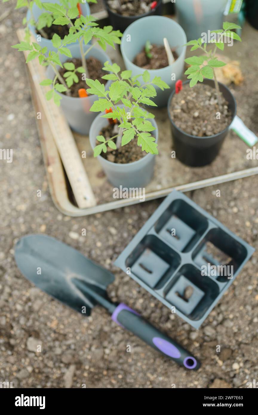 Pala e piccole piantine in terreno pronte per essere piantate in giardino Foto Stock