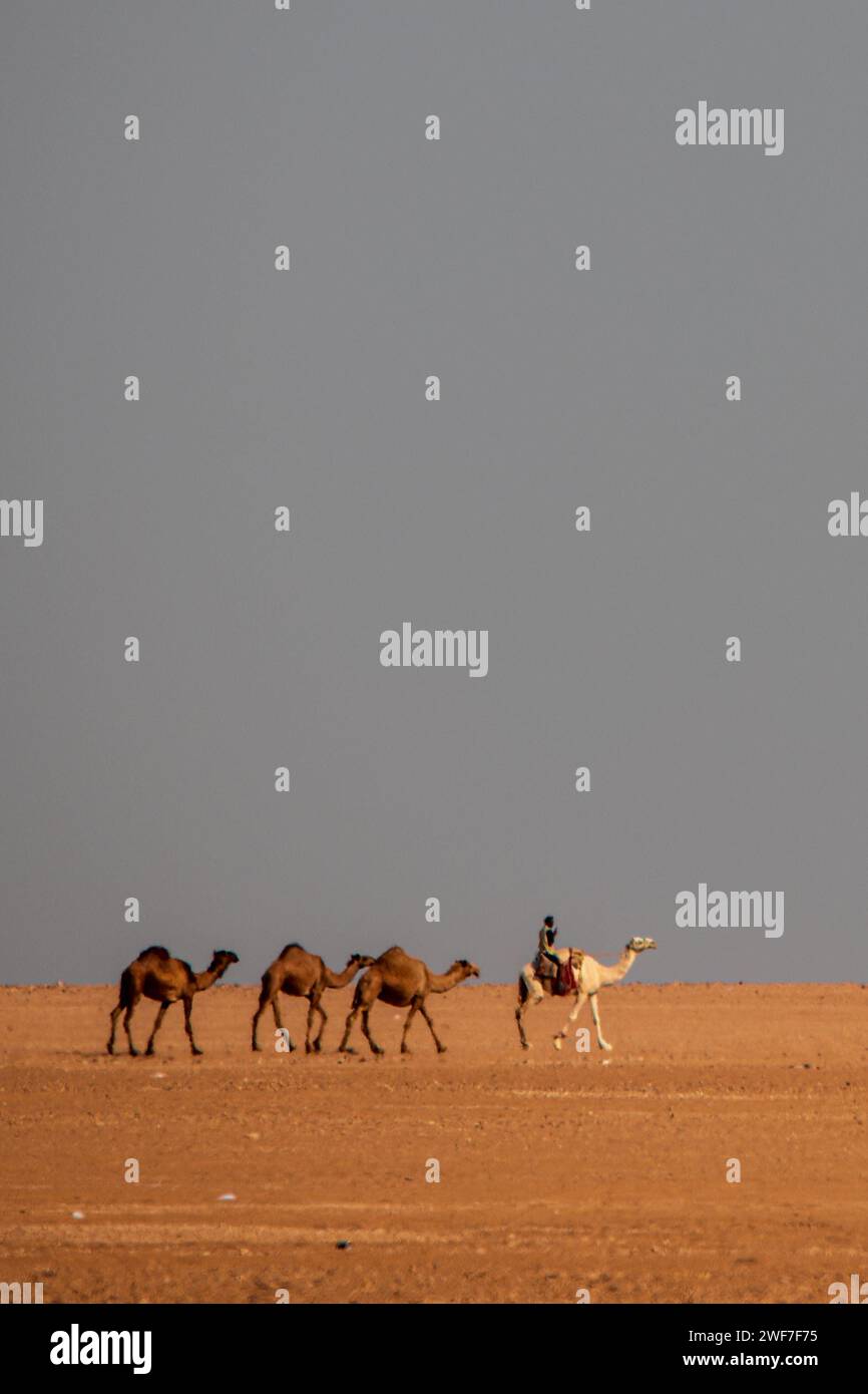 Un gruppo di cammelli nel deserto guidati dal pastore Foto Stock