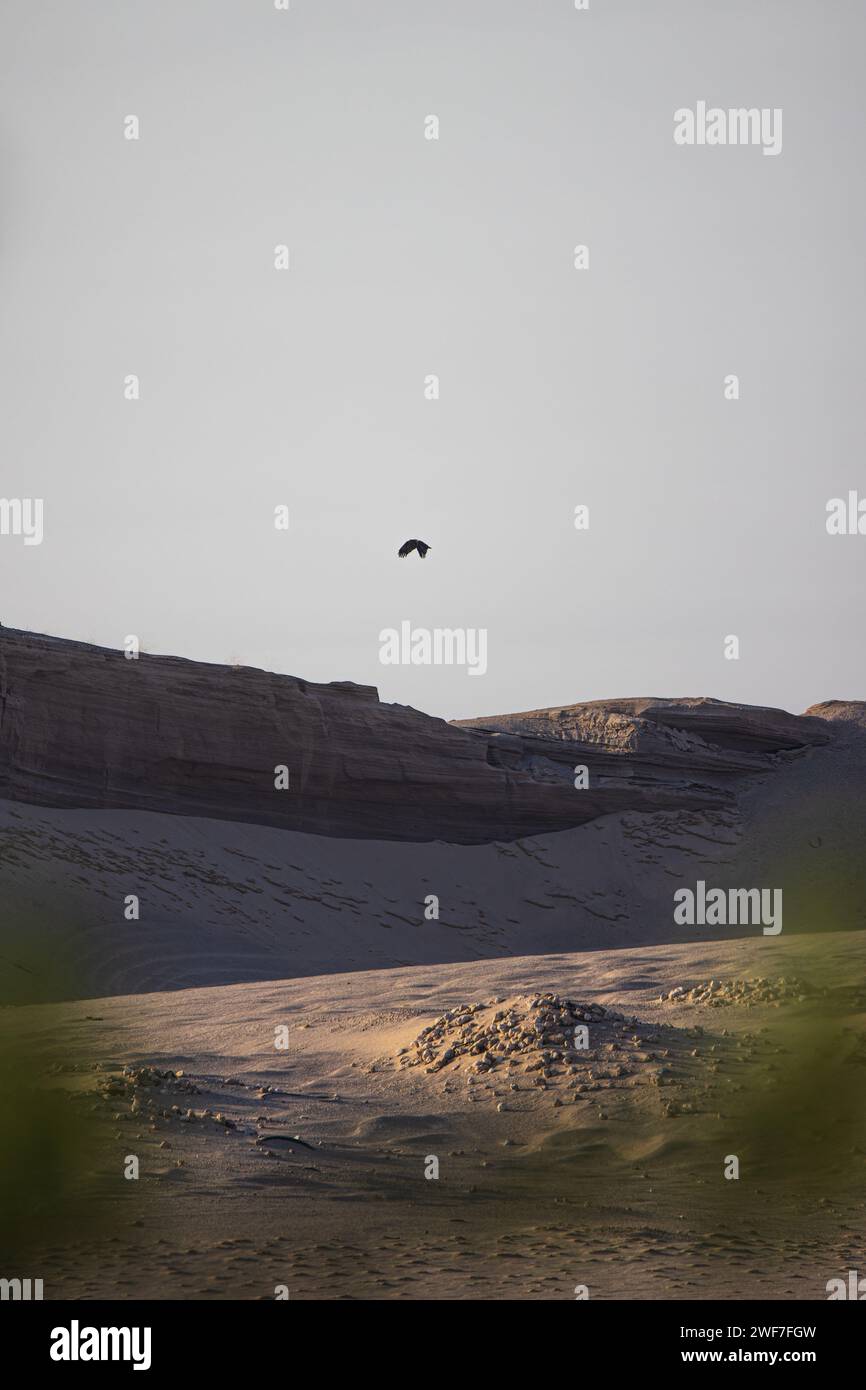 Un'aquila sorvola un paesaggio desertico con colline ondulate Foto Stock