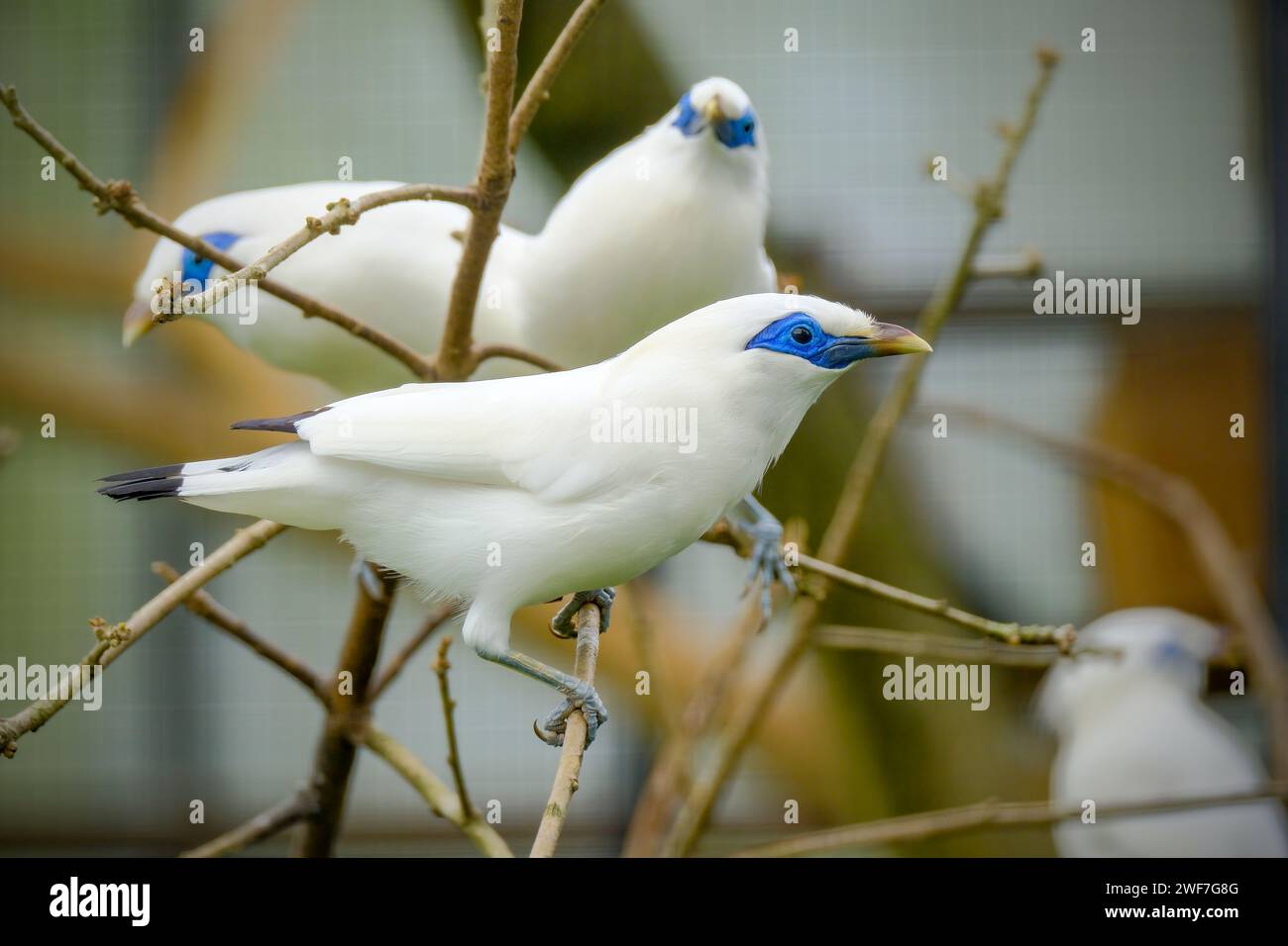 Uno splendido uccello bianco chiamato Bali starling tipico dell'Indonesia Foto Stock