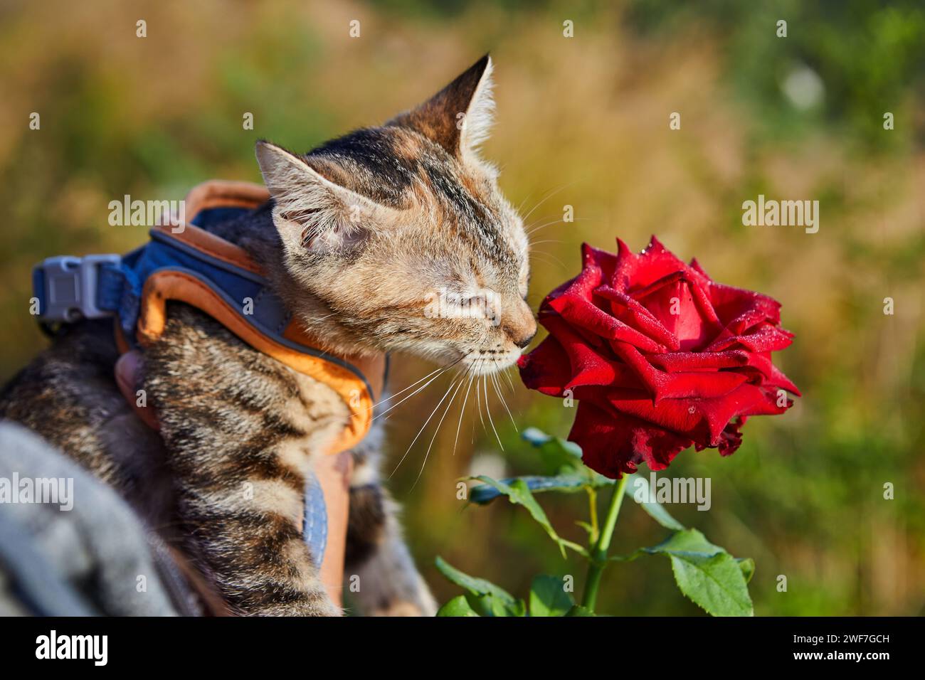 Ritratto di un gatto carino con rosa rossa in giardino Foto Stock