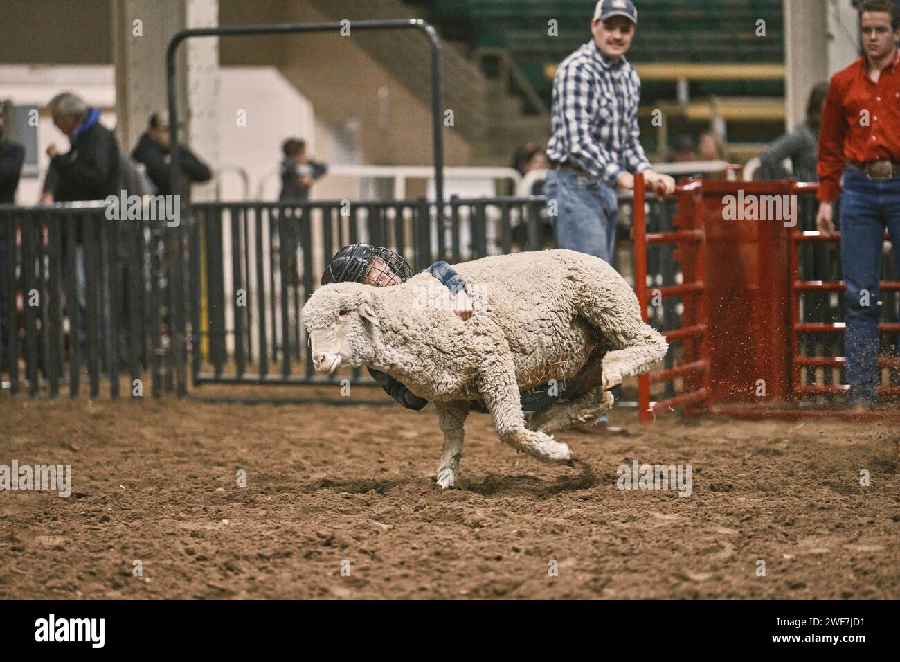 Un bambino cavalca una pecora durante un evento di busting di montone in un rodeo Foto Stock